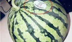 网红瓜太熟可以吃吗,揭秘能否直接食用之谜